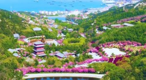 4月20日至5月5日威海赤山景區邀您共度浪漫櫻花季！